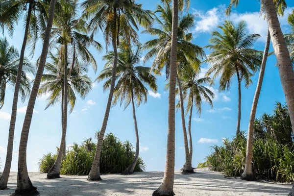 Emplacement idéal pour votre villa à l'île maurice
